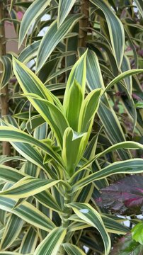 Vibrant Variegated Dracaena Reflexa Song of India Plant Foliage