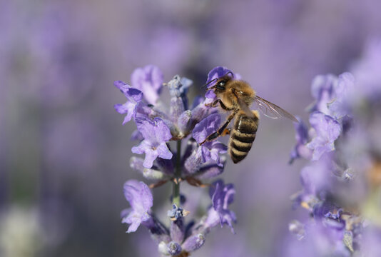 A small honeybee is searching for pollen and food on purple lavender blossoms.