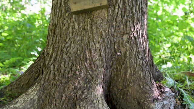 Rough tree bark roots emerge from soil. Green leaves grow beside the base. Sunlight filters through the canopy. Earth texture shows signs of wear. Natural forest floor details captured