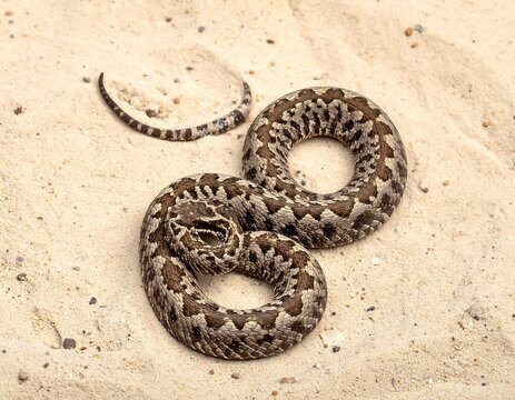 Close-up of a coiled brown snake on sand.
