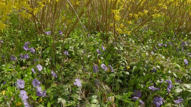 Under the dense thickets of Forsythia shrub with yellow flowers grows a multitude of Dwarf periwinkle flowers, Vinca minor, camera movement down, close-up