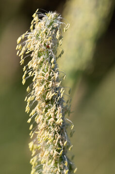 Close-up of flowering grass. The tiny seeds are swaying in the wind.