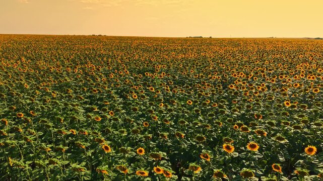 Rows of sunflowers cover the land under a bright sky. The sun is low, adding a golden hue to the scene. This occurs in a large farm area in the evening.