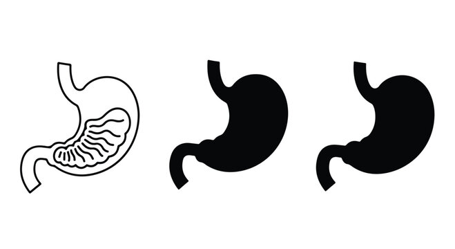 Sequence illustration depicting stomach anatomy from a simple outline to a stylized digestive profile.