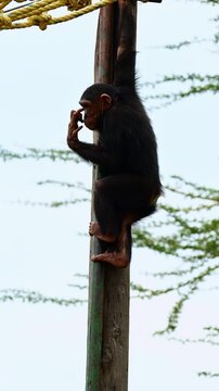 Close-up profile shot of a chimpanzee holding onto a wooden log
