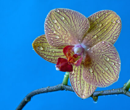 Dendrobium orchid in studio setting