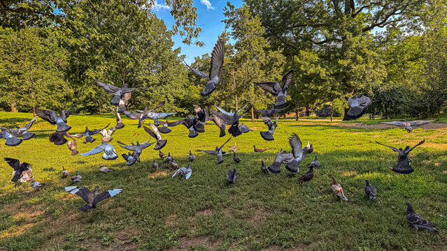 Central Park summer, pegeons taking flight