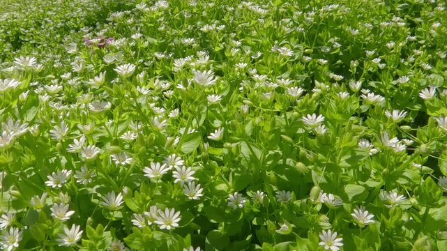 Close-up of dense thickets of white flowers of Greater Chickweed, Stellaria neglecta, on a green meadow in spring on a sunny day, moving forward.