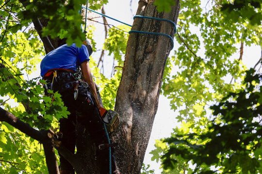 	
Un homme coupe des branches d'arbre. Un arboriste au travail. &Eacute;mondeur.	