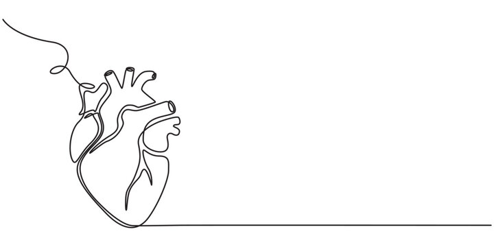 One continuous line drawing of anatomical human heart organ. Medical internal anatomy concept. Modern single line draw trendy design vector illustration, pro vector