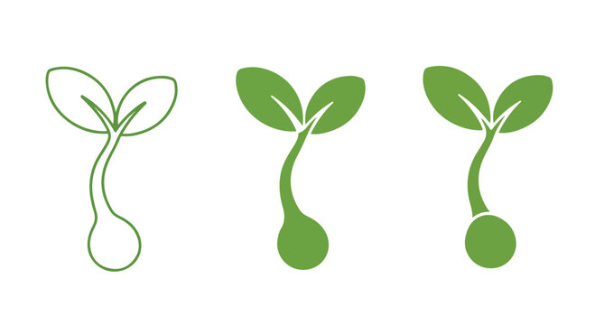 Sequence of young plant sprouts showing three stages of growth with developing leaves.