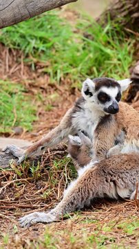 Mother lemur feeding her offspring