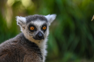 Fototapeta premium Ring tailed lemur portrait with amber eyes