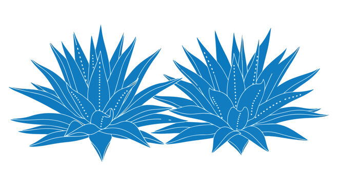 Blue Agave Plant Duo: Two vibrant blue agave plants depicted in a stylized, graphic illustration, their sharp, succulent leaves radiating outwards, symbolizing growth and resilience.