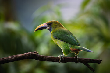 Obraz premium Northern emerald toucanet (Aulacorhynchus prasinus)