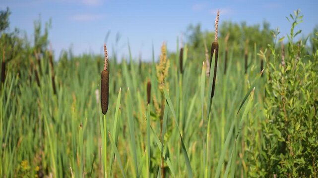 Tall reeds sway gently in a sunlit marsh. Plumes rise above slender green stalks. Background bursts with lush wild greenery. Sky glows blue above the serene wetland