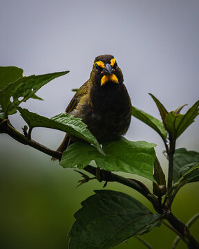 Yellow-faced grassquit (Tiaris olivaceus)