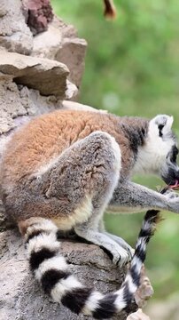 Approaching a lemur licking its tail