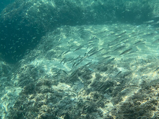 Dense school of small silver fish swimming underwater over reef for marine nature website background. Underwater sea life pattern for snorkeling and diving mockups. © Bolucevschi
