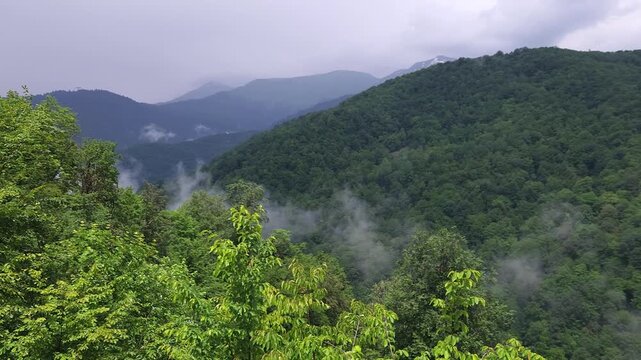 Stunning mountain landscape featuring a lush green forest with morning fog rising from the valley after a rain shower, creating a mystical and serene atmosphere in the wilderness
