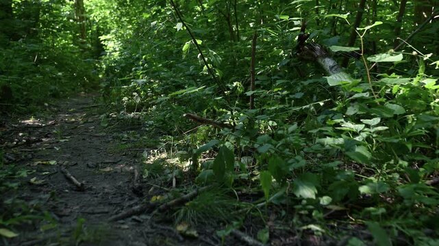 Dappled sunlight filters through dense forest canopy. Foliage sways gently on a mossy woodland path. Green leaves and ferns frame the natural trail. Logs lie scattered beside the earthy walkway