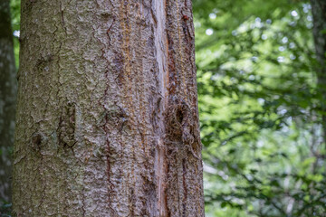 Fototapeta premium Tree trunk with moss and lichen close up in a green summer forest, natural bark texture background