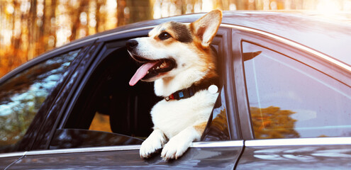 Obraz premium Cute dog in car on sunny day. Do not leave pets in vehicle during hot weather