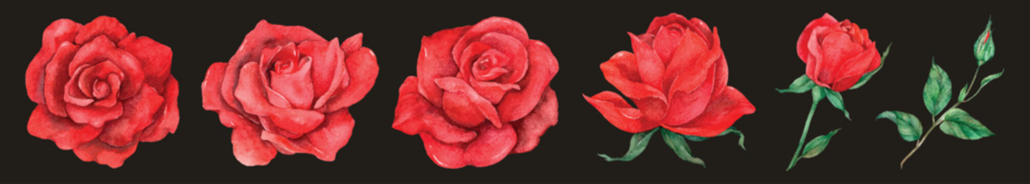 Vector of red roses in various stages of bloom on a dark background.