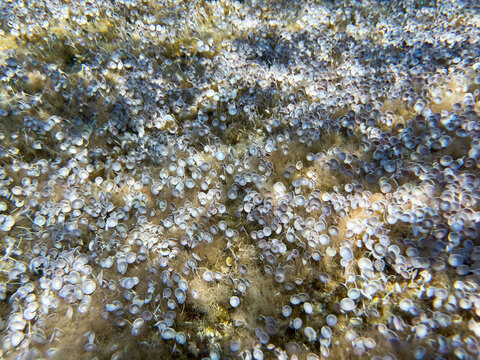 Underwater macro view of Acetabularia acetabulum green algae growing on a rocky seabed in clear shallow water, also known as Mermaid's wineglass, marine botany and aquatic ecosystem texture.