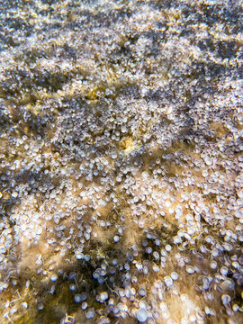 Underwater macro view of Acetabularia acetabulum green algae growing on a rocky seabed in clear shallow water, also known as Mermaid's wineglass, marine botany and aquatic ecosystem texture.