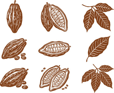 Hand drawn cocoa beans and pods set. Organic cacao fruit sketch for chocolate design.