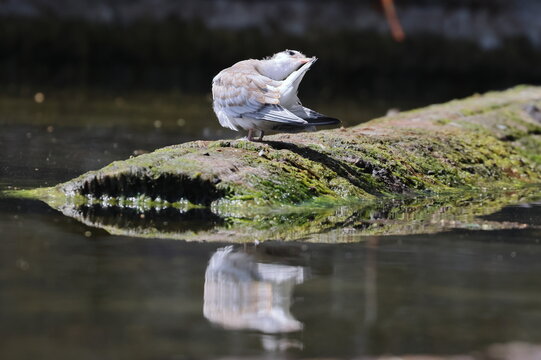 common tern fledgling
