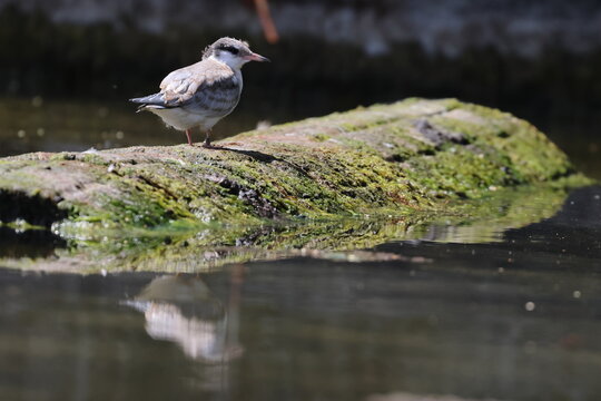 common tern fledgling
