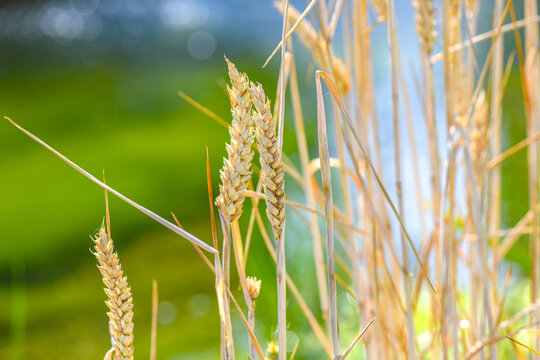 Golden wheat ears growing in a summer field with natural bokeh