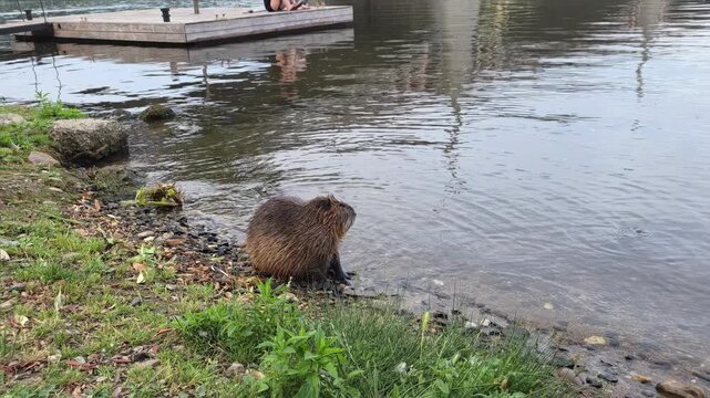Static shot of beaver at shoreline sitting and grooming next to dock on pond grass edge during daytime. Coypu on the banks of the Vltava in Prague