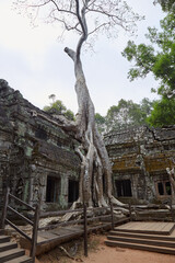 Naklejka premium Ta Prohm was Jayavarman VII's first major temple, and an ancestral temple dedicated to his mother