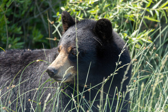 Adult Black Bear at Alligator River National Wildlife Refuge North Carolina
