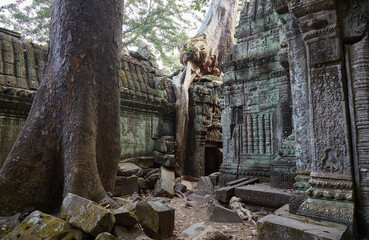 Fototapeta premium Ta Prohm was Jayavarman VII's first major temple, and an ancestral temple dedicated to his mother