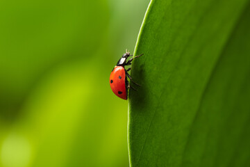 Fototapeta premium Red ladybug crawling on the edge of a vibrant green leaf, natural pest control and garden ecosystem concept, this macro shot highlights the intricate details of the insect and the leafs texture