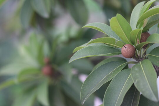 Fresh sapodilla fruit with green leaves on a tree, showcasing tropical fruit and natural agricultural beauty