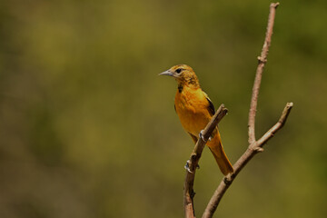 Fototapeta premium Female Northern Baltimore Oriole bird perched on a branch