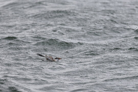 common tern fledgling