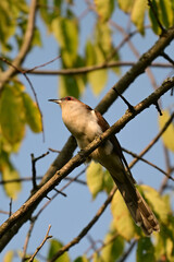 Obraz premium Black-billed Cuckoo bird sits perched in a tree