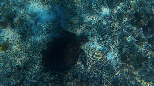 Top view of a green sea turtle feeding on algae in crystal clear water. Marine wildlife up close, tranquil underwater world, and natural behavior of sea turtles.