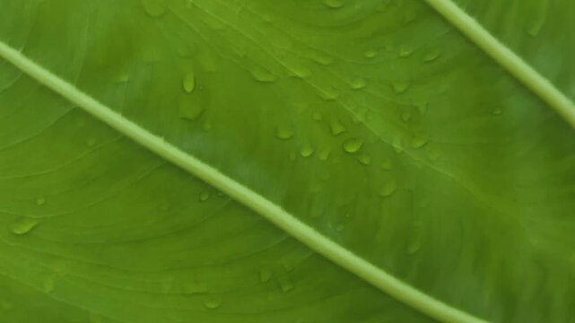 Closeup of vibrant green leaf with water droplets showcasing natural texture and organic patterns