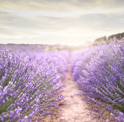 Obraz premium Sunset over a summer lavender field. Landscape with rows of lavender