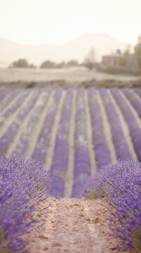Sunset over a summer lavender field. Landscape with rows of lavender