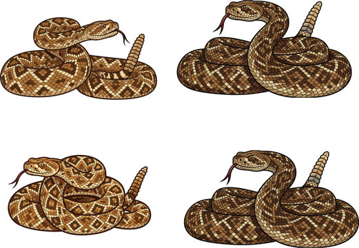 Coiled rattlesnake vector illustration set with detailed scales diamondback patterns and warning rattles isolated on white background for design