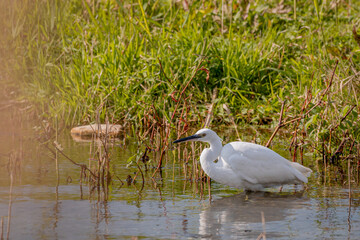 Obraz premium Little Egret Egretta garzetta Hunting in Lake Geneva Wetland in Switzerland
