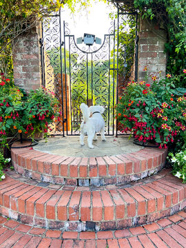 Portrait of a small white cavapoo dog standing in front of an ornate gate in a garden